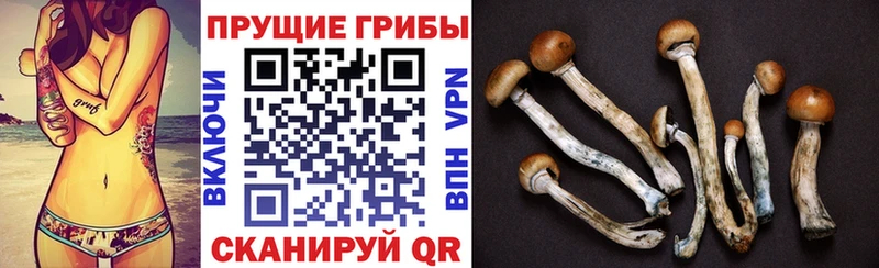 Галлюциногенные грибы Psilocybe  Новозыбков 