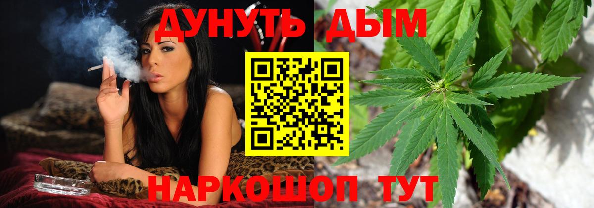 Конопля сатива Новозыбков